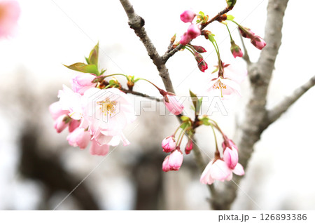 桜の花とつぼみ 126893386