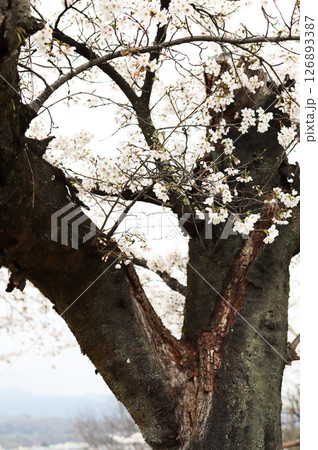 曇天に咲く桜の花 126893387