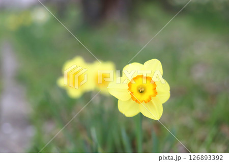 黄色い水仙の花 黄色い水仙の花 126893392