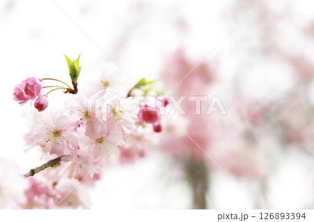 曇天に咲くピンクの枝垂桜 曇天に咲くピンクの枝垂桜 126893394