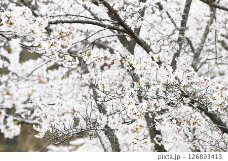 曇天に咲く桜の花 126893413