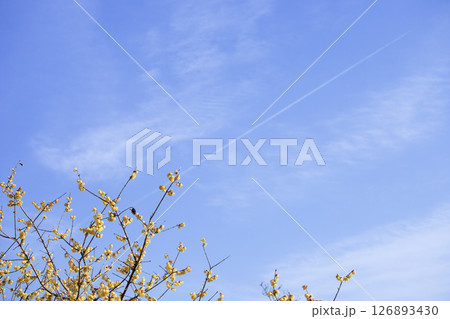 冬の青空に咲く蝋梅の花と飛行機雲 冬の青空に咲く蝋梅の花と飛行機雲 126893430