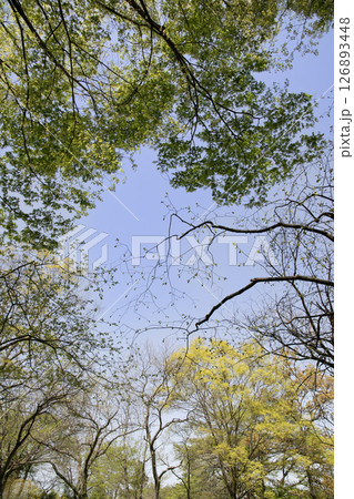 見上げた新緑の木々 126893448