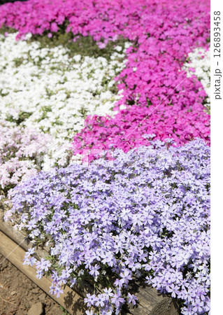 色とりどりの芝桜 126893458
