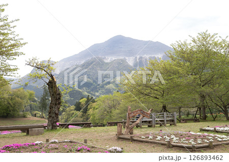 羊山公園から見た春の武甲山（埼玉県秩父市） 126893462