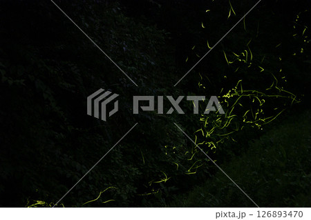 ゲンジボタルの飛翔 126893470