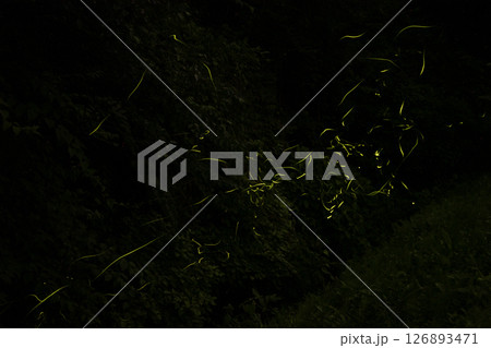 ゲンジボタルの飛翔 126893471