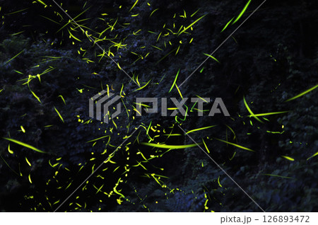 ゲンジボタルの飛翔 126893472