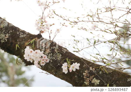 幹に咲く桜の花 幹に咲く桜の花 126893487