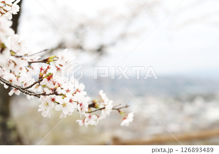 曇天に咲く桜の花 126893489