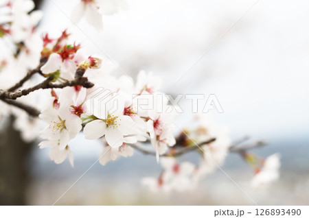 曇天に咲く桜の花 126893490
