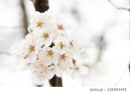 曇天に咲く桜の花 曇天に咲く桜の花 126893495