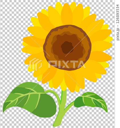 Sunflower illustration vector material 126893534