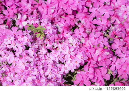 色鮮やかな芝桜 色鮮やかな芝桜 126893602