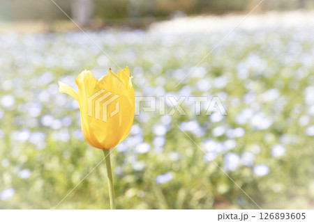 春の花壇に咲く黄色いチューリップ 126893605