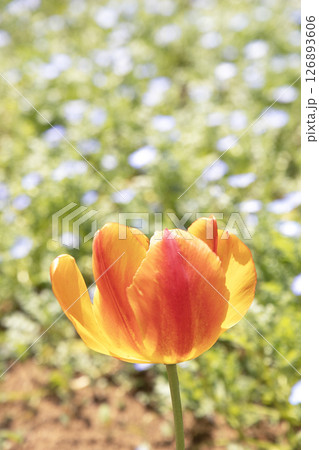 春の花壇に咲く赤オレンジ色のチューリップ 春の花壇に咲く赤オレンジ色のチューリップ 126893606
