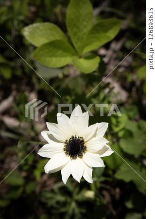 林の中にひっそりと咲く可憐なアネモネの花 林の中にひっそりと咲く可憐なアネモネの花 126893615