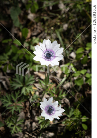 林の中にひっそりと咲く可憐なアネモネの花 126893616