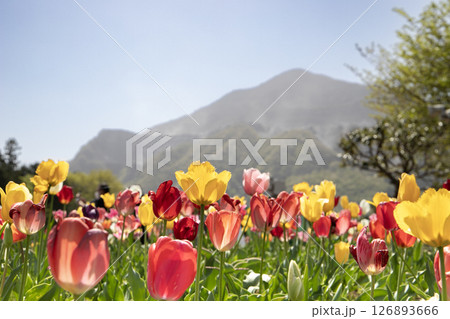 春の日差しを浴びて咲き誇るチューリップと武甲山（埼玉県秩父市） 126893666