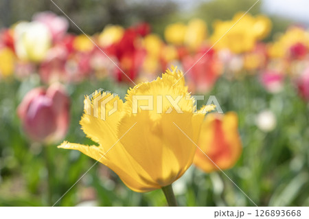 春の日差しを浴びて咲く黄色いチューリップ 126893668