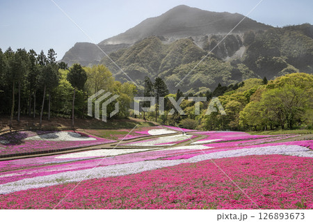 春の日差しを浴びて咲く一面の芝桜と石灰岩採掘のため本来の姿をなくしつつも堂々と立つ武甲山：埼玉県秩父 126893673