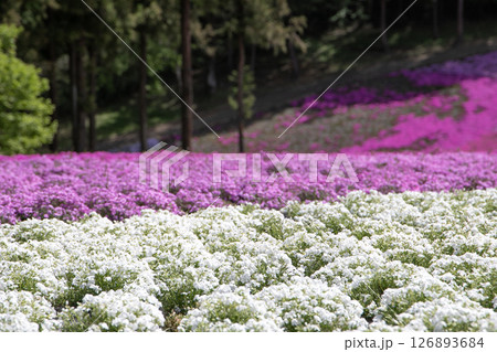 花の絨毯のように咲き誇る色鮮やかな芝桜 126893684