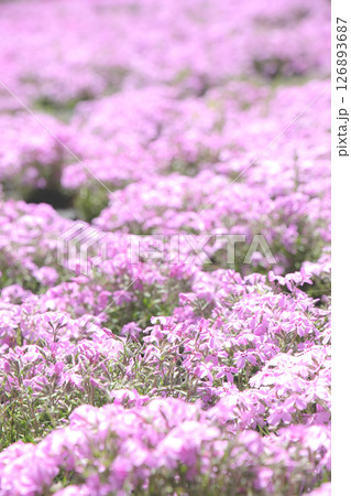 満開のピンク色をした芝桜 126893687