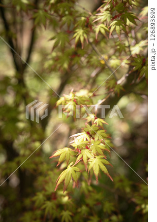 縁の赤いもみじ 126893699