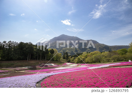 春の青空のもと一面に咲くカラフルな芝桜と雄大な武甲山（埼玉県秩父市） 126893795