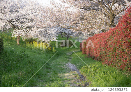 春の夕陽を浴びた桜の小道 126893871