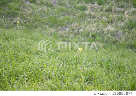 春の草むらに咲く菜の花 126893874