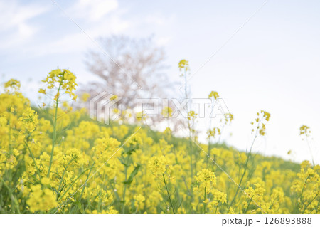 春の青空のもと咲き誇る菜の花と桜 春の青空のもと咲き誇る菜の花と桜 126893888