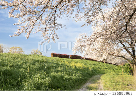 春の青空に咲く満開の桜 春の青空に咲く満開の桜 126893965
