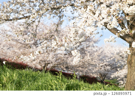 春の夕陽を浴びて咲く満開の桜 126893971