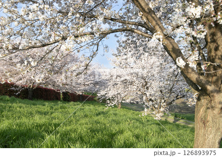 春の夕陽を浴びて咲く桜 春の夕陽を浴びて咲く桜 126893975