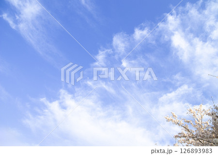 春の青空に昇った月と満開の桜 126893983