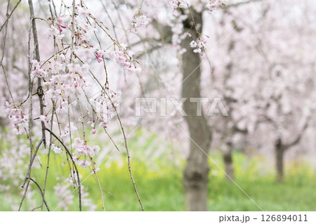 新緑の中、咲き誇る枝垂桜と菜の花 新緑の中、咲き誇る枝垂桜と菜の花 126894011