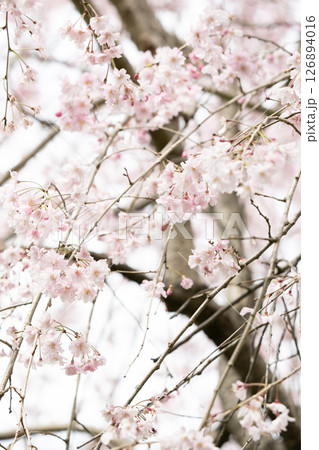 花曇りの日に咲く枝垂桜 花曇りの日に咲く枝垂桜 126894016