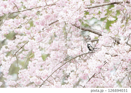 春の花曇りの日に咲く枝垂桜と枝に止まったシジュウカラ 126894031