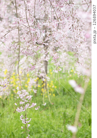 緑に映える枝垂桜と菜の花 緑に映える枝垂桜と菜の花 126894037