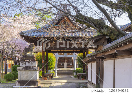 桜咲く法伝寺　(京都市左京区浄土寺真如町) 126894081