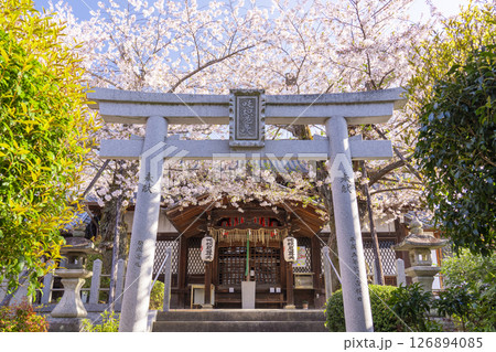 桜咲く法伝寺　(京都市左京区浄土寺真如町) 126894085