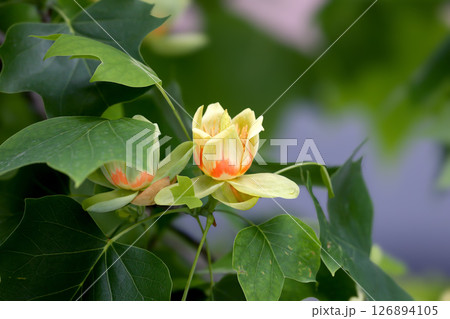 Unusual flowers of Liriodendron tulipifera or the tulip tree 126894105