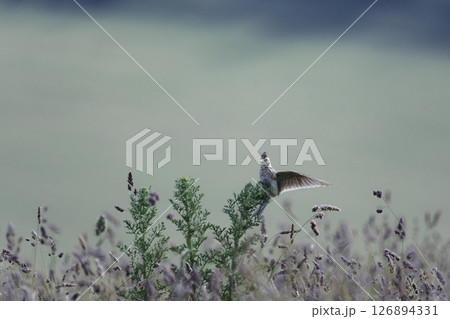 skylark landing in undergrowth with lots of background space for your layout 126894331