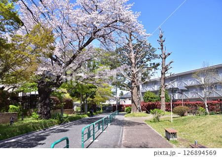 杉並区浜田山・柏の宮公園の横の道と桜 杉並区浜田山・柏の宮公園の横の道と桜 126894569
