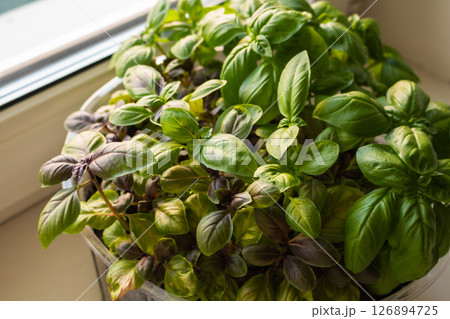 Green basil leaves on the windowsill in spring Green basil leaves on the windowsill in spring 126894725