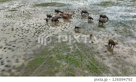 top view aerial uav buffalo landscape.Thai buffalo herd standing in the meadow,Buffalo in the countryside  126894792
