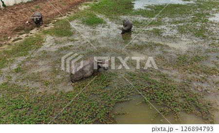 top view aerial uav buffalo landscape.Thai buffalo herd standing in the meadow,Buffalo in the countryside top view aerial uav buffalo landscape.Thai buffalo herd standing in the meadow,Buffalo in the countryside 126894793