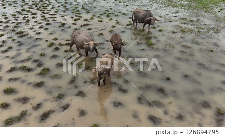 top view aerial uav buffalo landscape.Thai buffalo herd standing in the meadow,Buffalo in the countryside top view aerial uav buffalo landscape.Thai buffalo herd standing in the meadow,Buffalo in the countryside 126894795