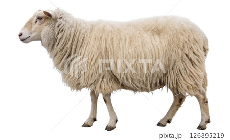 sheep isolated on white background 126895219